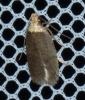 Agonopterix sp.